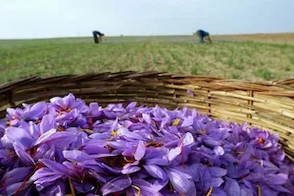 تصویر 2 از خرید زعفران درجه یک + قیمت فروش استثنایی